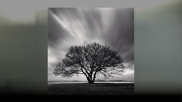 (SAMPLE) "Tree shades" | alternative R&B, avant-garde soul