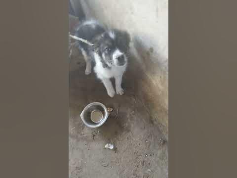 милая сабака - YouTube