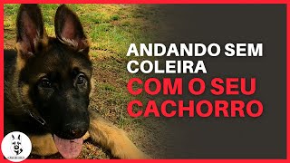 SIGAME  COMO ENSINAR O CACHORRO A ANDAR SEM COLEIRA | JHON'S DOG  ADESTRAMENTO DE CÃES