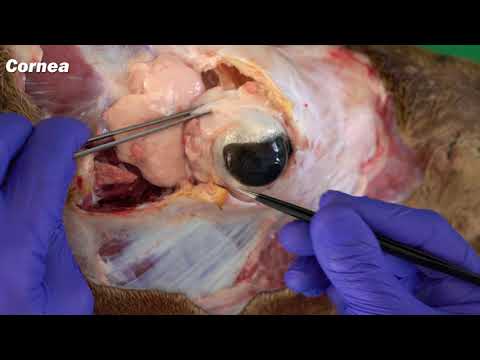 Video: De anatomie van het oog van een kat