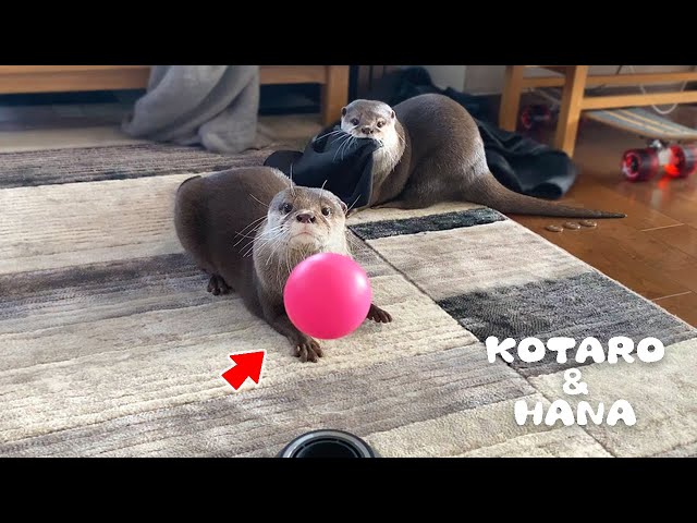 カワウソコタローとハナ 反応が予想以上にかわいかった宙に浮くボール　Otter Kotaro&Hana Funny Reaction to Floating Ball
