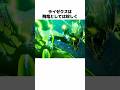 【モンハン】ライゼクスの生態とトリビアを解説#monsterhunter #モンハン解説