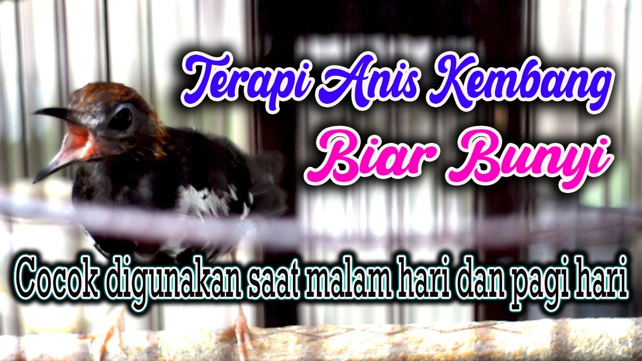 TERAPI ANIS KEMBANG MALAM HARI DAN PAGI HARI SAAT PENGEMBUNAN