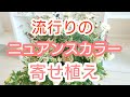 流行りの色でセンスアップ！大人上品な【寄せ植え】