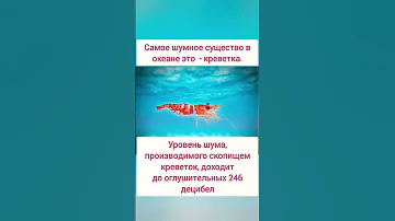 Самое шумное существо в океане это креветка. #интересно