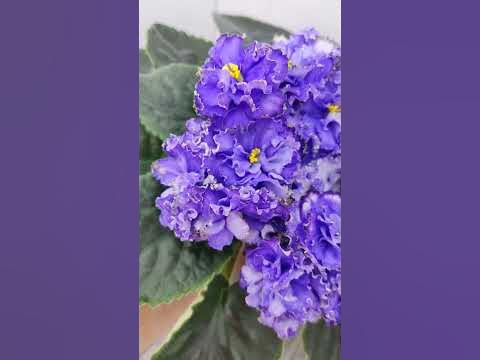 Фиалка Водяной - YouTube