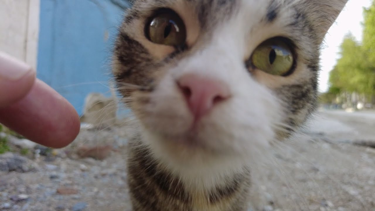 Street Cat Sniffing The Camera - YouTube