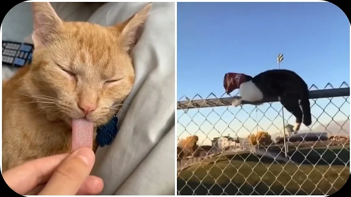 Video 11808191: cat cutecat funnycats, cat fails compilation, best cat compilation, cat cutecat funny