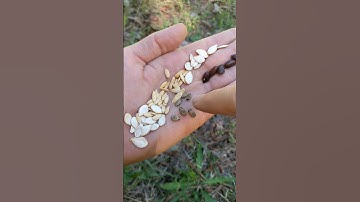 Saved Seeds About 2 🌱