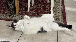 #catsviral #shortsvideo #cats #shortsvideo #viral #trending #shorts #catsofyoutube #catshort #pethub by Pet hub No views 2 months ago 1 minute, 13 seconds