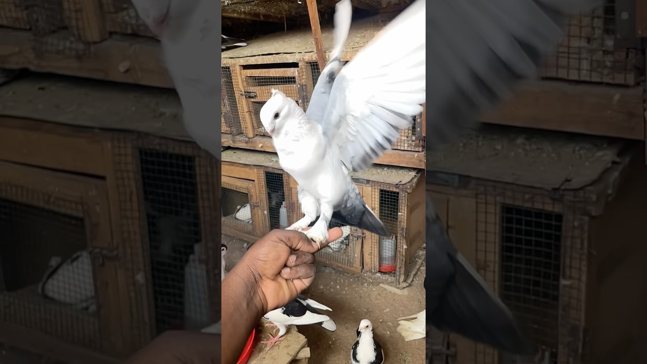 No fear at all cute pigeon 