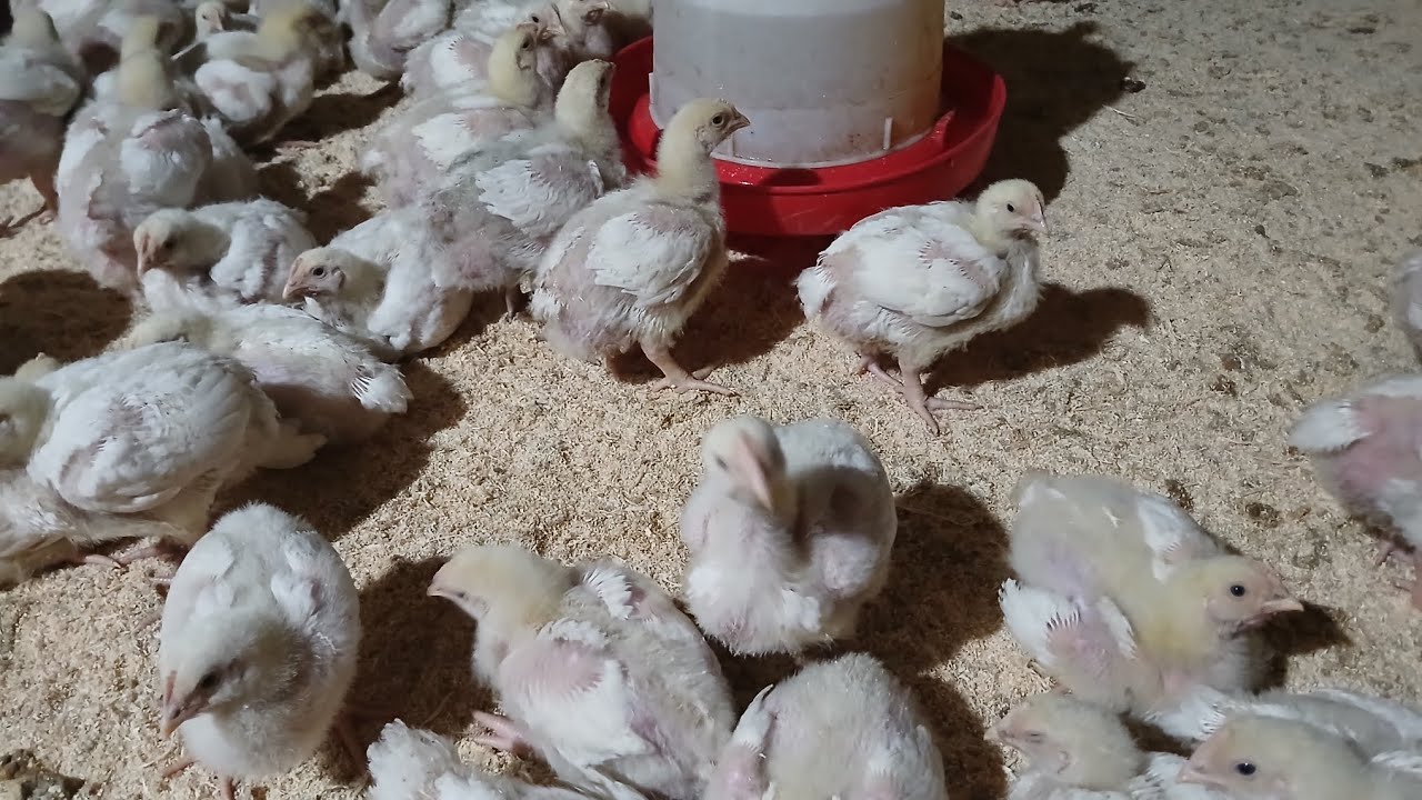 Мургхои фуруши бройлер  тел90 400 3802 ватсап хаст  то 5 кг,гушт