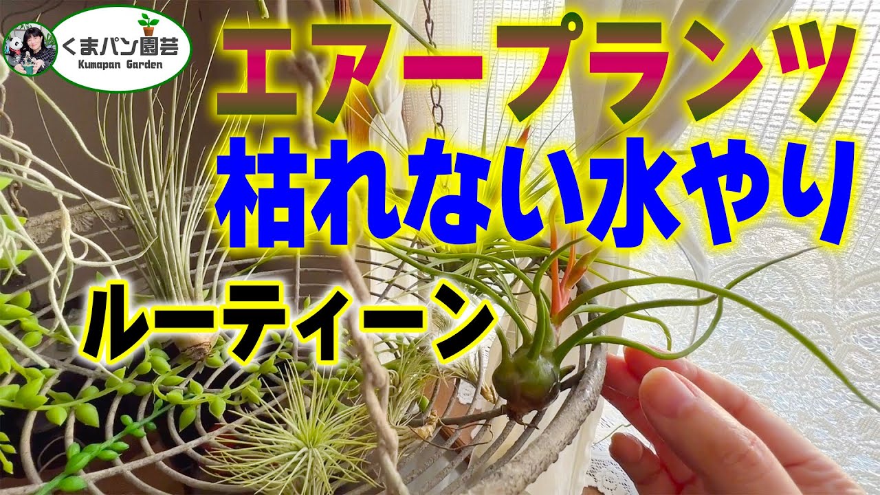 Watering air plants so they don't die Daiso Standard Products