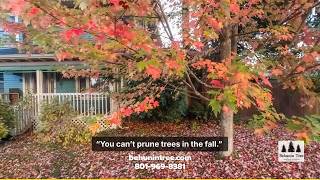 Debunking the Two-Week Tree Pruning Myth with Professional Arboriculture