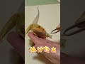 フトアゴの脱皮【はなえのき】