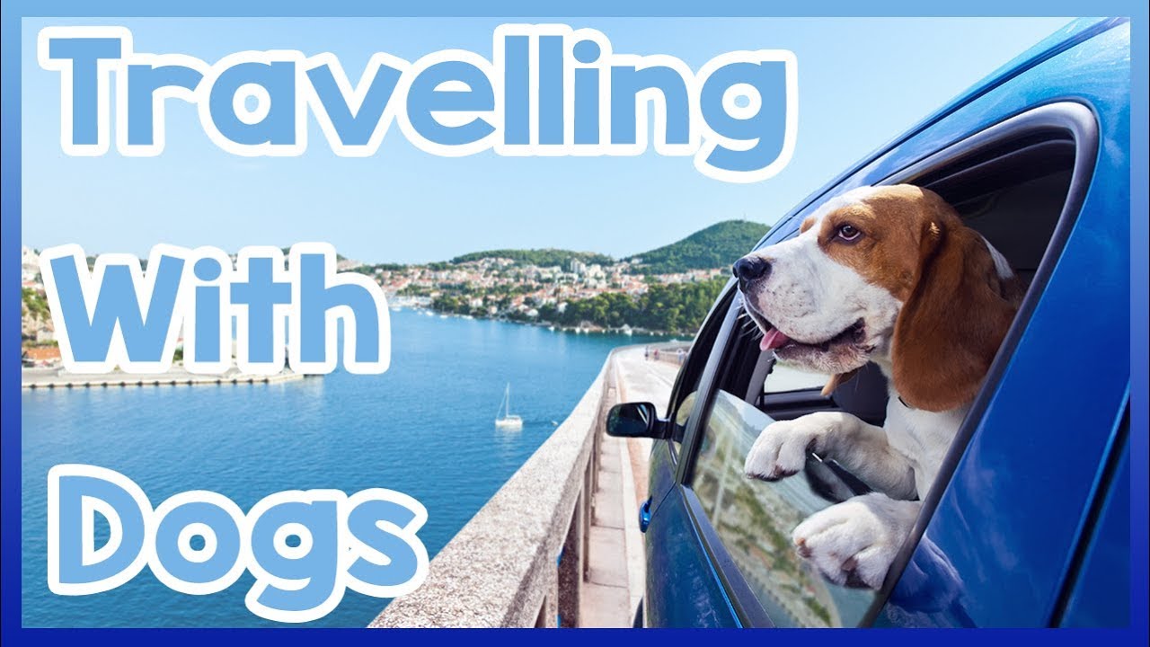 puppy paradise How to Travel with Dogs!