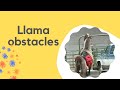 Llama obstacle course   training time