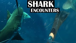 Intense SHARK ENCOUNTERS all while SPEARFISHING! | Close calls! | Ep. 57