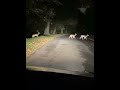 Deer 🦌 crossing#ireland #deer #animals #nightlife