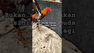 Trik Sulap Ayam Tua Jadi Ayam Muda Dong Puh Sepuh ayam ayamberkualitas ayambangkok aydanhakoy