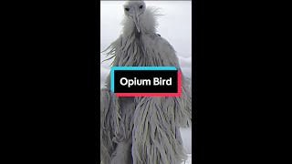 Opium Bird