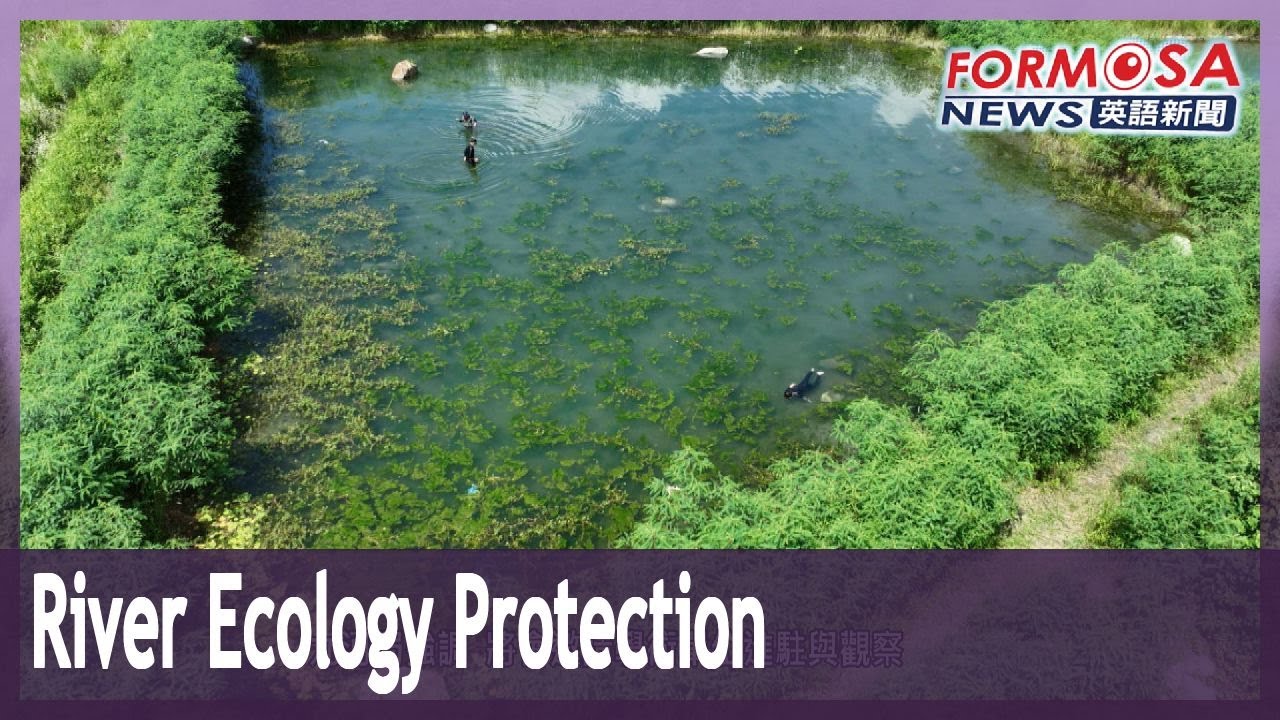Ecosystem protection pond provides a shelter for dry spells in Mugua River｜Taiwan News