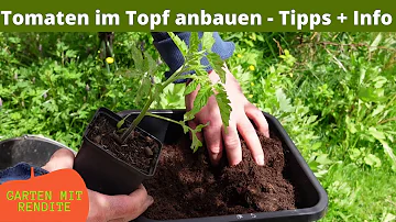 Kann man alte Tomatenerde wiederverwenden?