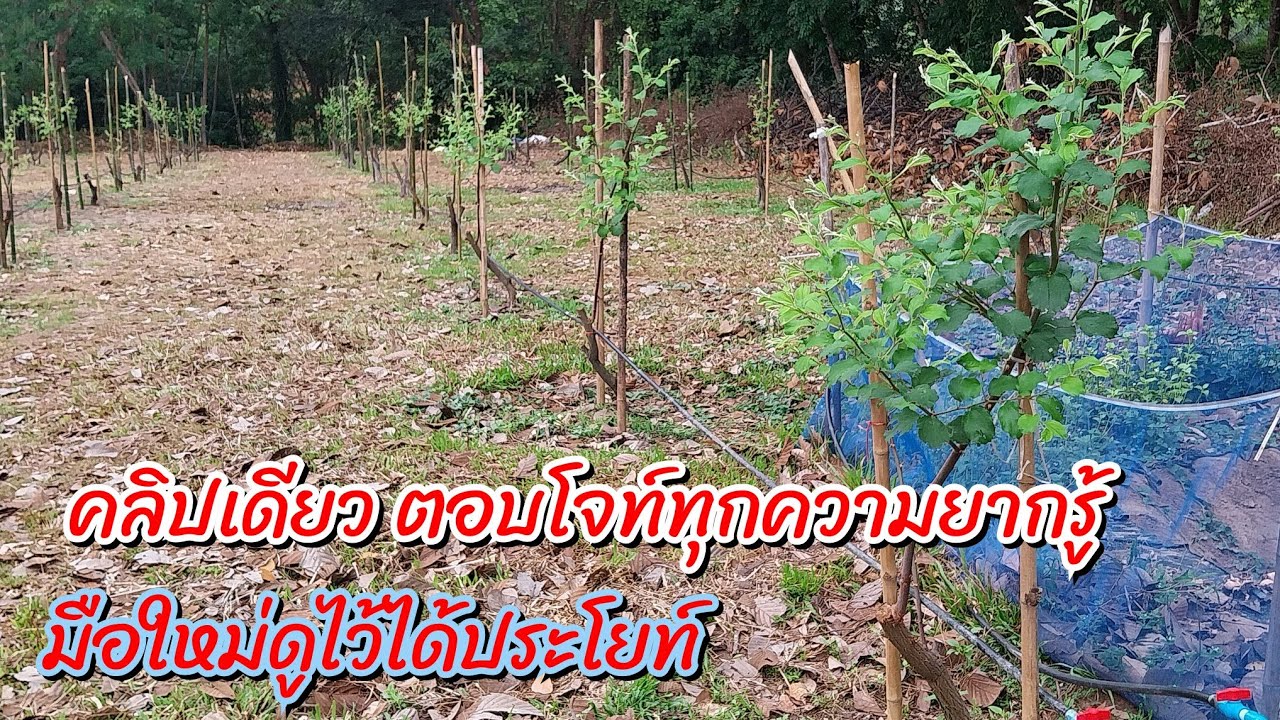 ทีเด็ด พุทราสามรสแสงทอง วิธีการดูแลหลังการตัดทำสาว คลิปเดียวได้ประโยชน์เน้นๆ