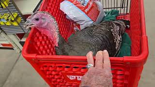 "George and Jerry" 🦢🦃 at Tractor Supply 😁