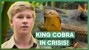 Robert Irwin Risks His Life To Save A Deadly King Cobra | Crikey! It