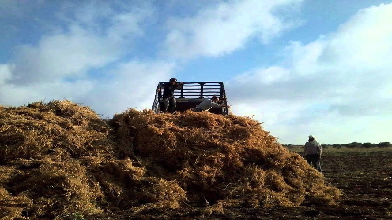 jasem11  مدينة جاسم  القسيم