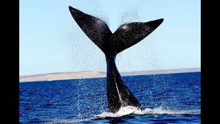 Tour Ballenas Puerto Madryn Argentina by Carmina Iturriaga  Disfrutando SER , mi lifestyle  288 views 1 month ago 20 minutes