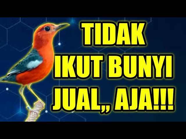 GAK MUNGKIN KALAU NDAK NGREPON!! PANCINGAN ANIS MERAH DI PAGI HARI TERBUKTI AMPUH class=