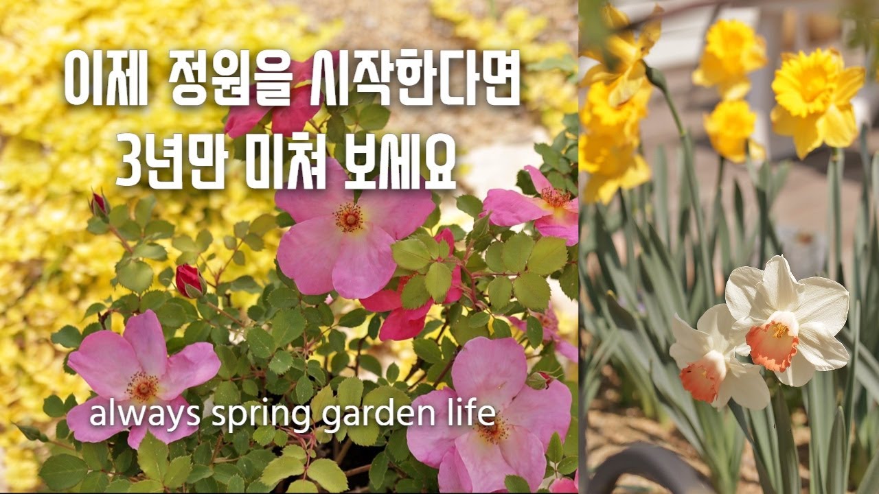 정원 셀프리모델링 3년 후의 봄 정원 꽃과 나무! 이제 정원을 시작한다면 3년만 정원에 미쳐보세요/ 수선화, 튤립, 노지월동 야생화와 꽃나무 추천/ garden tour