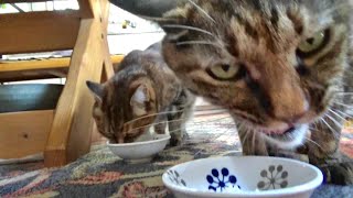 犬と猫とおじさん　緑のカーテンとオニオコゼ