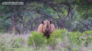 Why Are Black Rhinos So Aggressive? The Science Behind the Charge
Discover the true reasons behind the black rhinos fierce reputation. Learn how poor eyesight, dense bush habitats, and survival instincts drive their aggressive behavior.
Among Africas iconic Big Five, the black rhino (Diceros bicornis) holds a legendary reputation for being incredibly bad-tempered, unpredictable, and highly volatile. While its cousin, the massive white rhino, tends to run away from danger or tolerate safari vehicles with placid indifference, a black rhino is far more likely to lower its head and charge.
Biologists and wildlife guides understand that this aggression isnt random malice—it is a highly evolved, defensive survival strategy.
Hit SUBSCRIBE for your weekly dose of wildlife wonder!
⚠️Link to the article👉:
https://www.kenyawildparks.com/why-are-black-rhinos-aggressive/
⚠️ Start Planning Your Trip to Kenya👉:
https://www.kenyawildparks.com/contact-us/
⚠️Join this channel to get access to perks:
https://www.youtube.com/channel/UCpDfYflJJJp5zLW9Q2adZqw/join
👨💻 Follow Us:
► Official Site: https://www.kenyawildparks.com/
► Facebook: https://www.facebook.com/kenyawildparks/
► Instagram: https://www.instagram.com/kenyawildparks/
► TikTok: https://www.tiktok.com/@kenyawildparks
► Pinterest: https://www.pinterest.com/kenyawildparks/
All materials in these videos are used for educational purposes and fall within the guidelines of fair use. No copyright infringement intended. If you are or represent the copyright owner of materials used in this video and have a problem with the use of said material, please send us an email, at sales@kenyawildparks.com, and we can sort it out. Why Are Black Rhinos So Aggressive? The Science Behind the Charge
