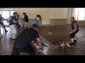 Protection dog training  crowd control exercise