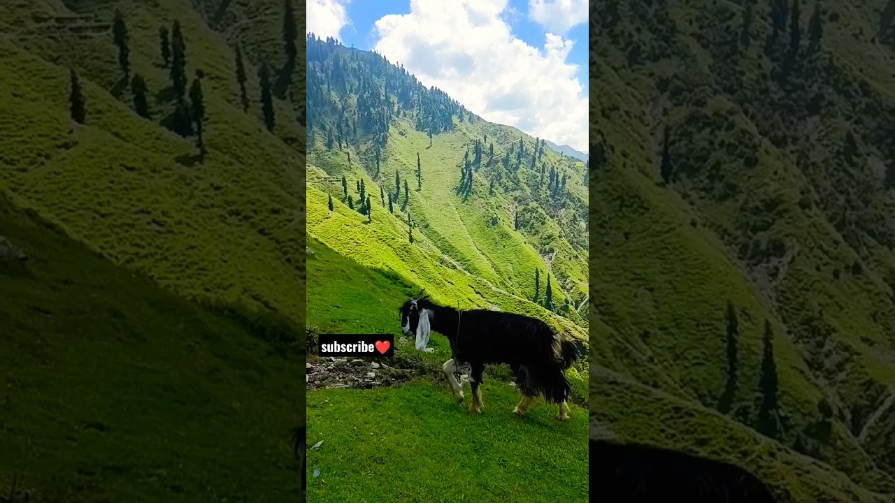 The pirpanjalrange's life😱 