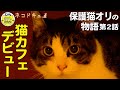【保護猫】交通事故を乗り越え猫カフェにデビュー 「"幸せ"という名前をもらった保護猫オリの物語」第2話