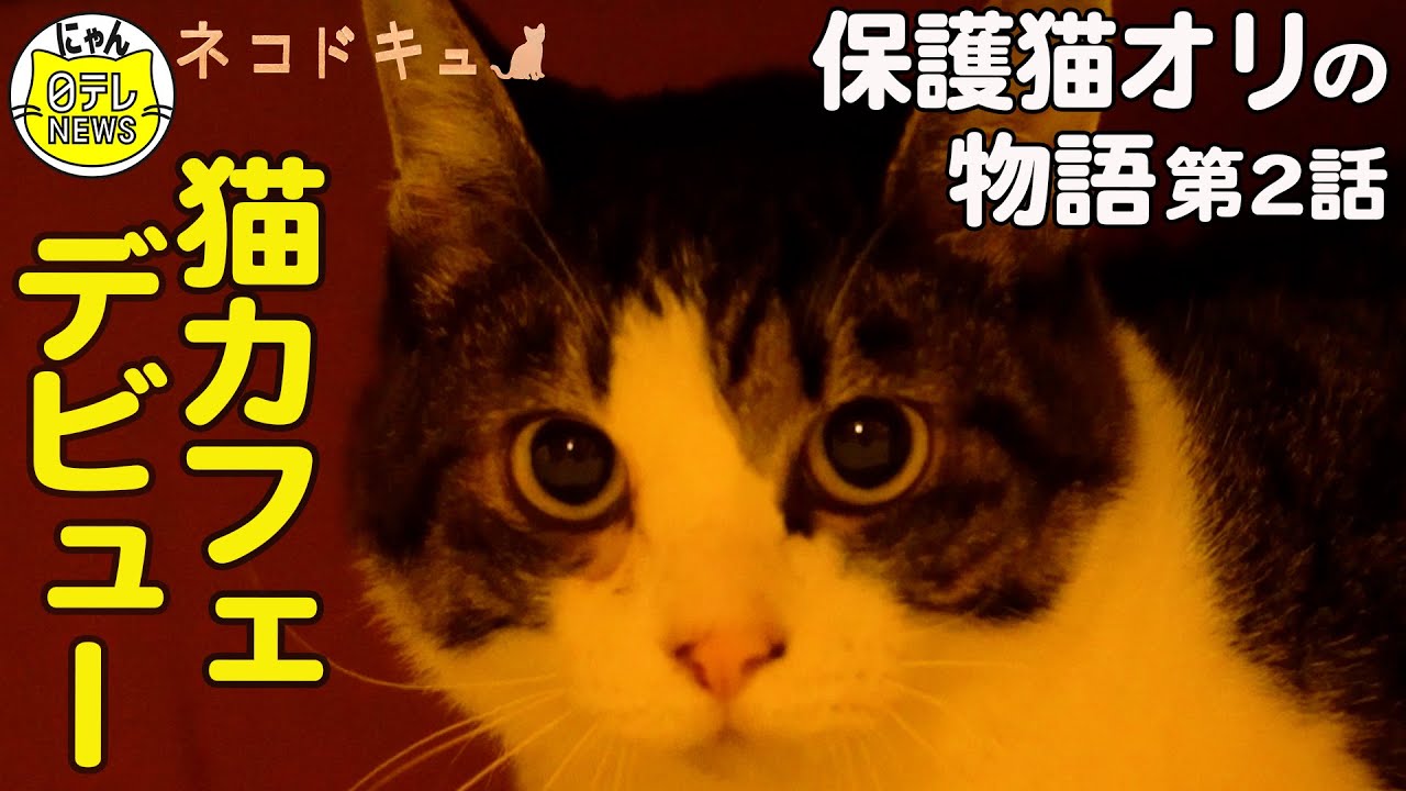 保護猫 交通事故を乗り越え猫カフェにデビュー 幸せ という名前をもらった保護猫オリの物語 第２話 Youtube
