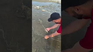 Spotted fish in shallow water #fishing #netfishing