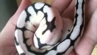 Axanthic Bumblebee Ball Python