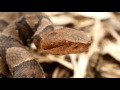 The Northern Copperhead Venomous Snakes of New England Part 1