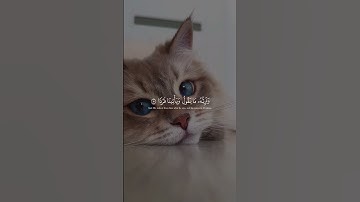 أَفَرَأَيْتَ الَّذِي كَفَرَ بِآيَاتِنَا || عبدالرحمن مسعد 🩷#عبدالرحمن_مسعد #تلاوة_خاشعة #راحة_نفسية