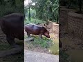 Birds Munda park| birsa Munda zoo | hippo | indian bear| bear| dancing bear | playing bear