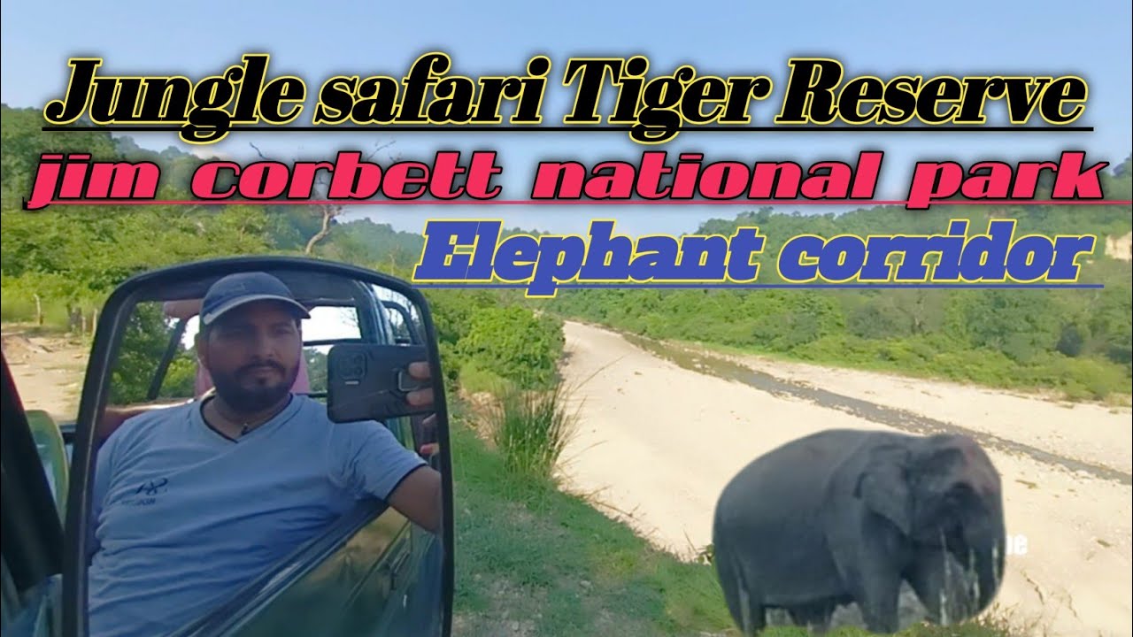Elephant corridor !! jim corbett national park !! jungle safari !  dhela zone  !! elephant heard
