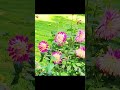 সূরা কাউচার