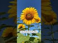 Burnside Farms - Sunflower Field