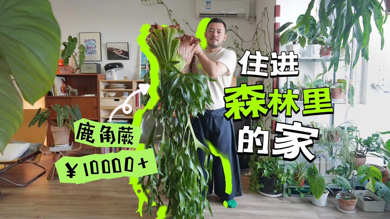 roomtour | 拥有比人还高的鹿角蕨及100多盆植物的90㎡北京绿植博主的家