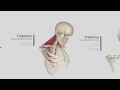 Trapezius Panorama: Muscles in Complete Anatomy (360)